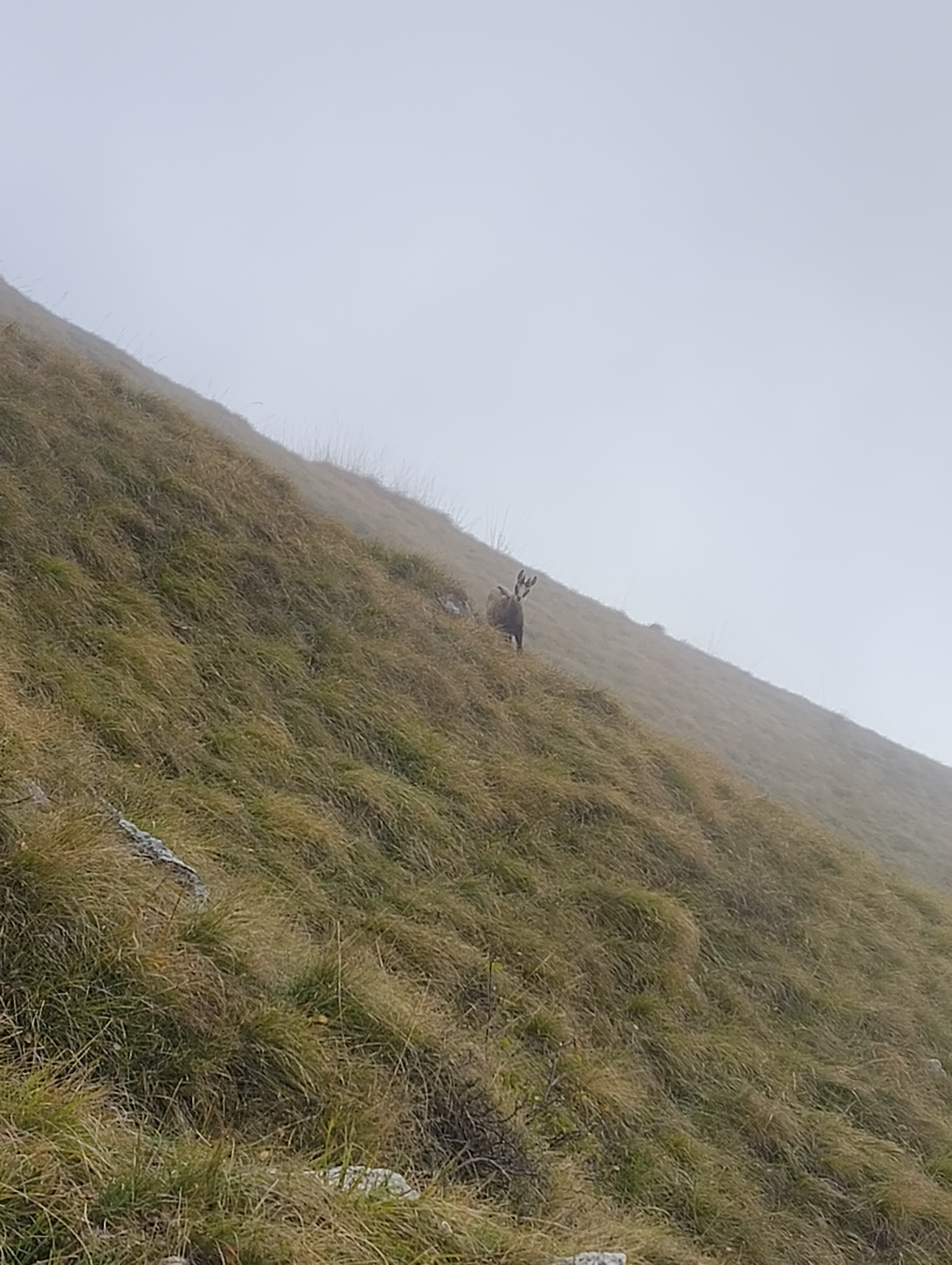 Foto n° 9 del trekking Grignetta │ Direttissima